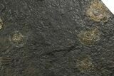 Dactylioceras Ammonite Cluster - Posidonia Shale, Germany #180348-2